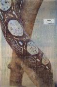 boaconstrictor