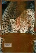 leopardpsd-copie